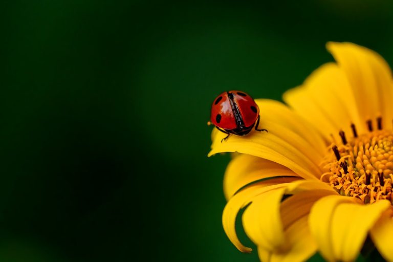 Antrag – Wettbewerb insektenfreundliche Gärten -angenommen!